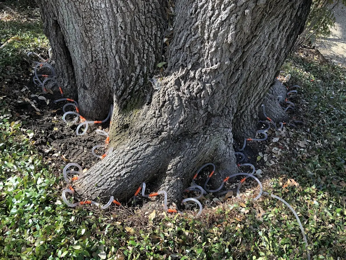 Detailed Tree Cabling and Bracing job site in High View